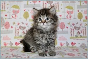 Male Siberian Kitten from Deedlebug Siberians